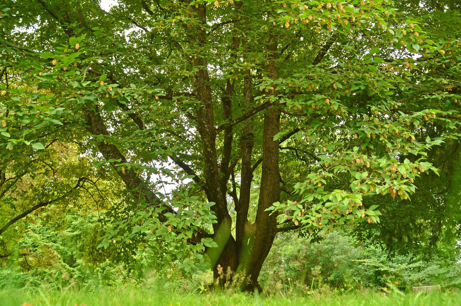 Ostrya carpinifolia - Stuttgart-Hohenheim - Juli 2023