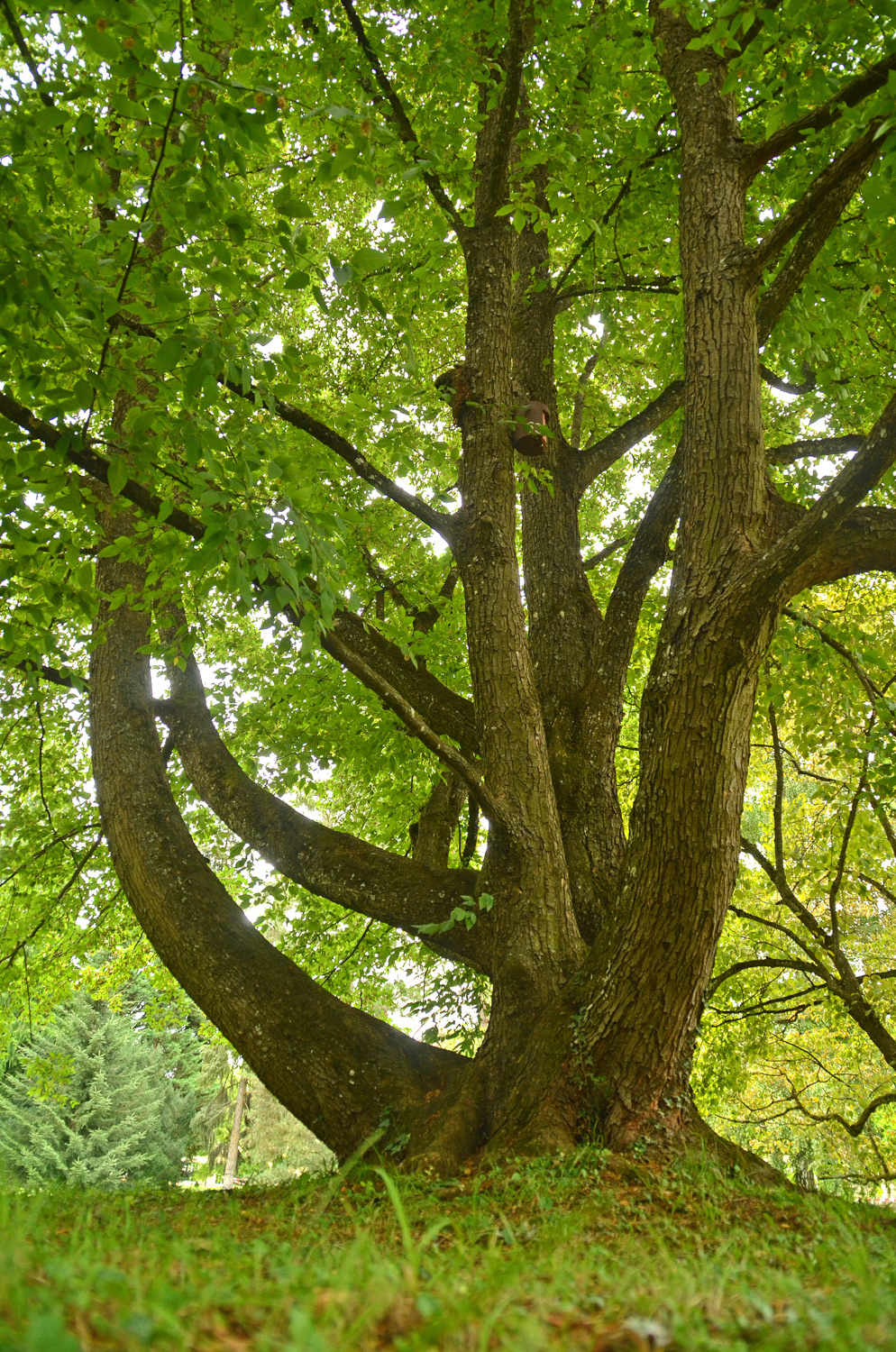 Ostrya carpinifolia - Stuttgart-Hohenheim - Juli 2023