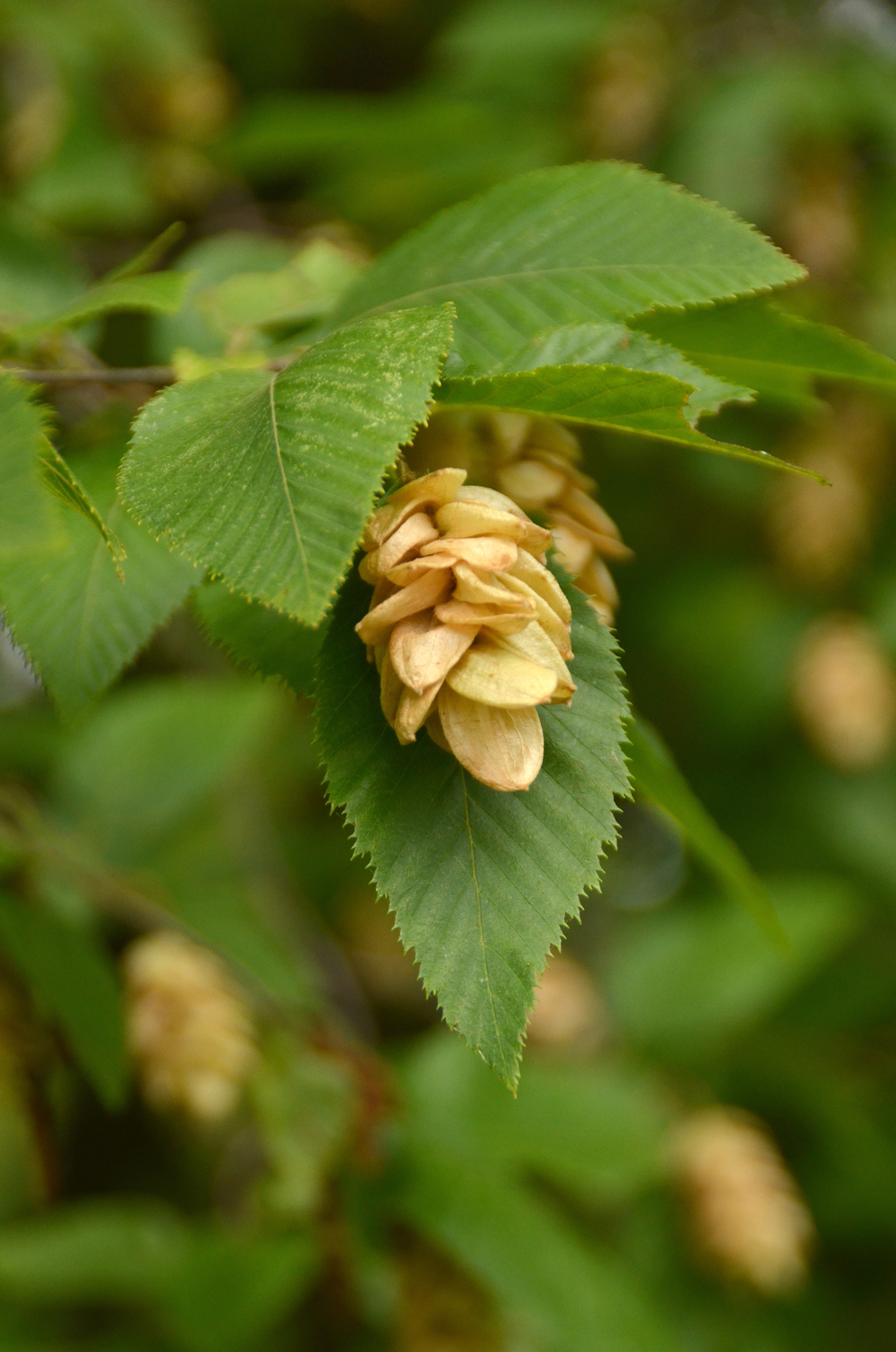 Ostrya carpinifolia - Stuttgart-Hohenheim - Juli 2023