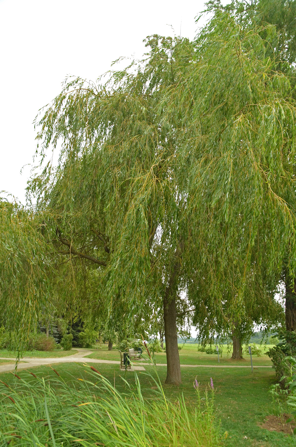 Salix babylonica - Stuttgart-Hohenheim - Juli 2023