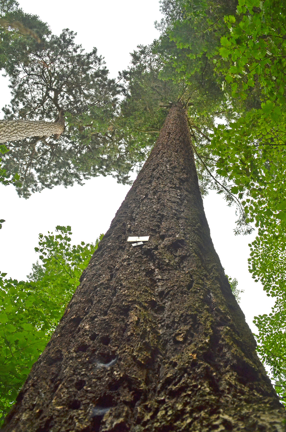 Pseudotsuga menziesii var. glauca - Stuttgart-Hohenheim - Juli 2023
