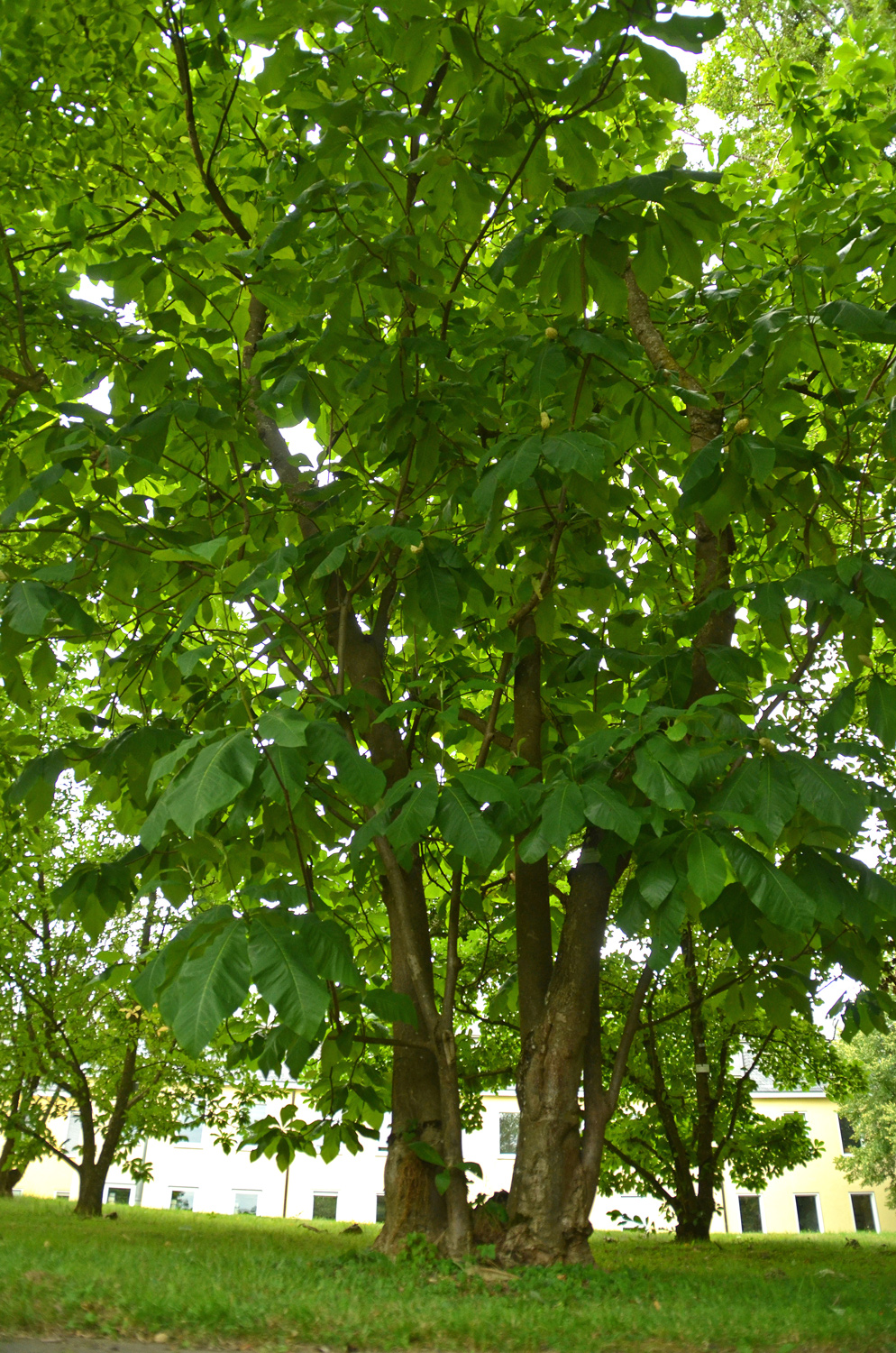 Magnolia tripetala - Stuttgart-Hohenheim - Juli 2023