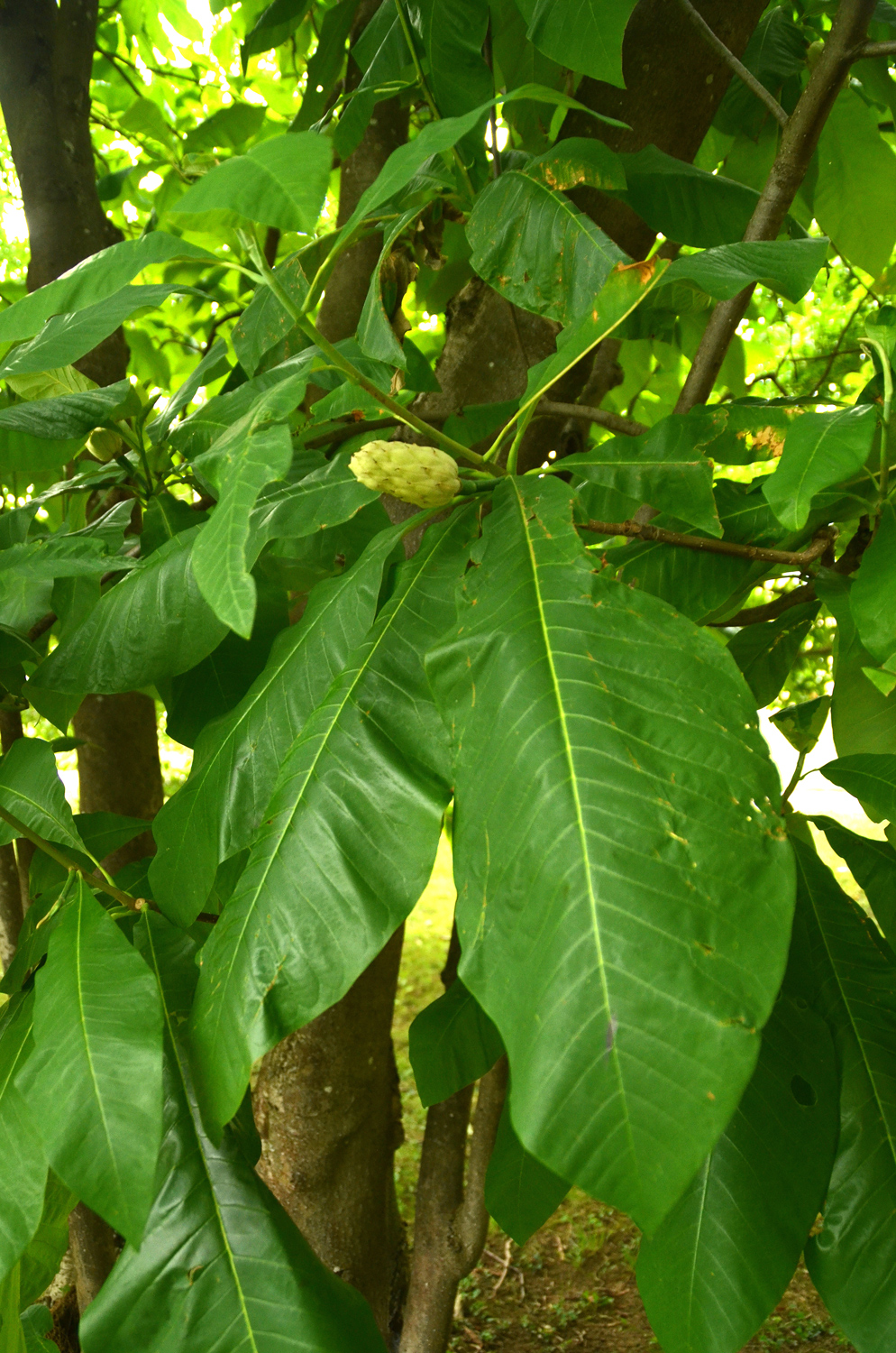 Magnolia tripetala - Stuttgart-Hohenheim - Juli 2023