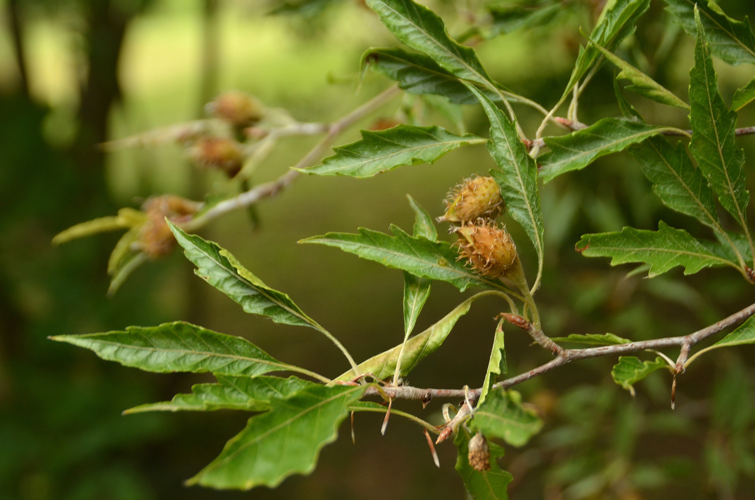 Fagus sylvatica 'Laciniata' - Stuttgart-Hohenheim - Juli 2023