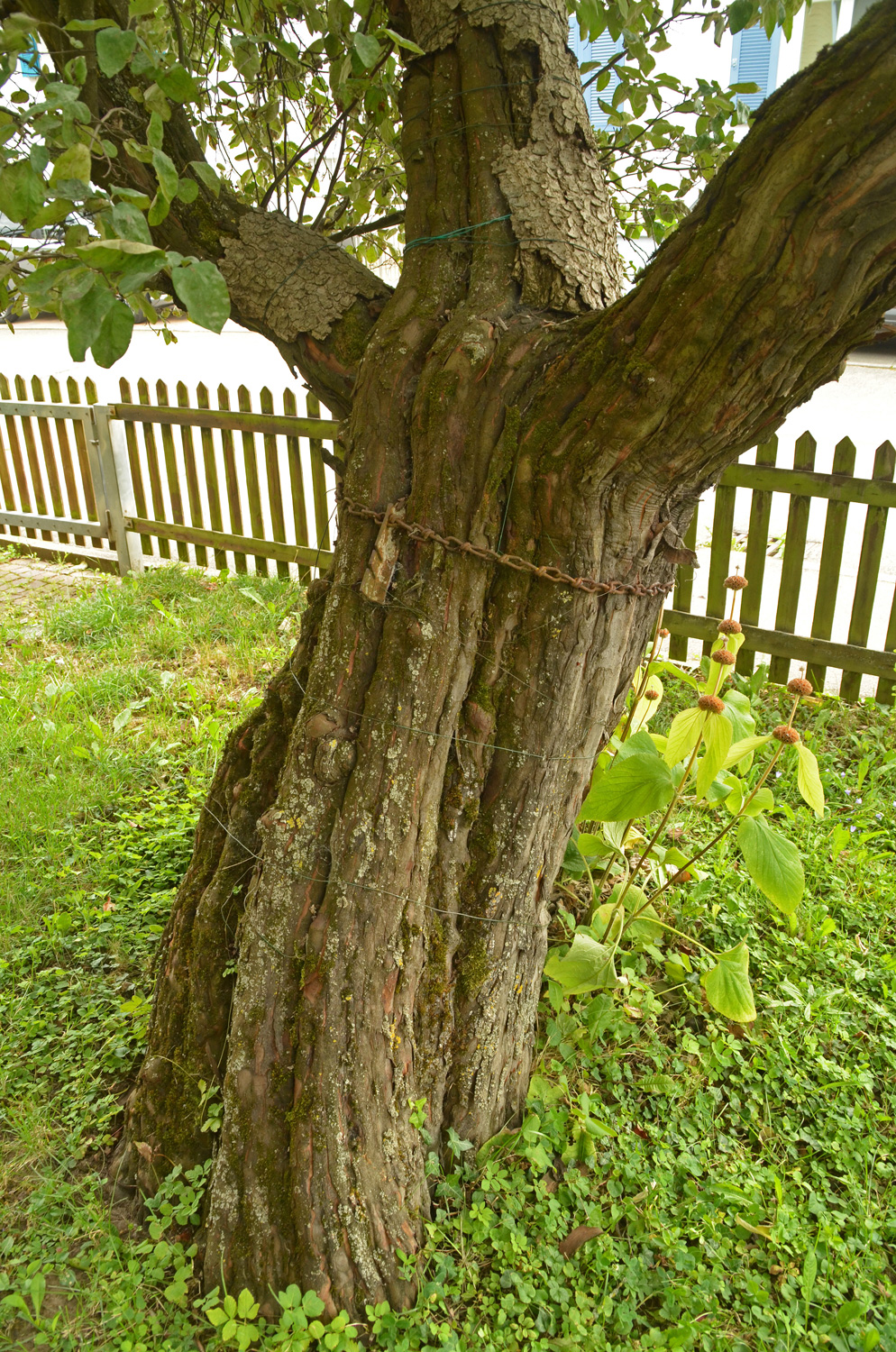Cydonia oblonga var. maliformis - Tübingen-Hagelloch - August 2023