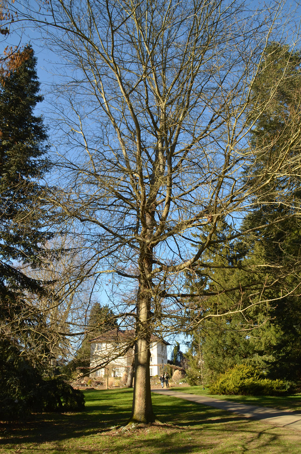 Quercus palustris - Stuttgart-Hohenheim - Februar 2023