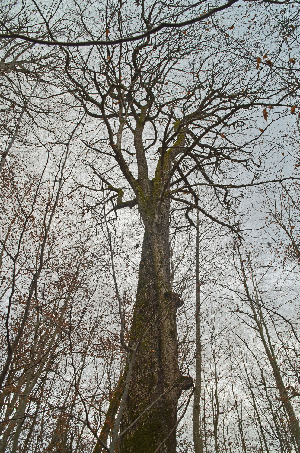 Sorbus torminalis - Weil im Schönbuch - Febr. 2022