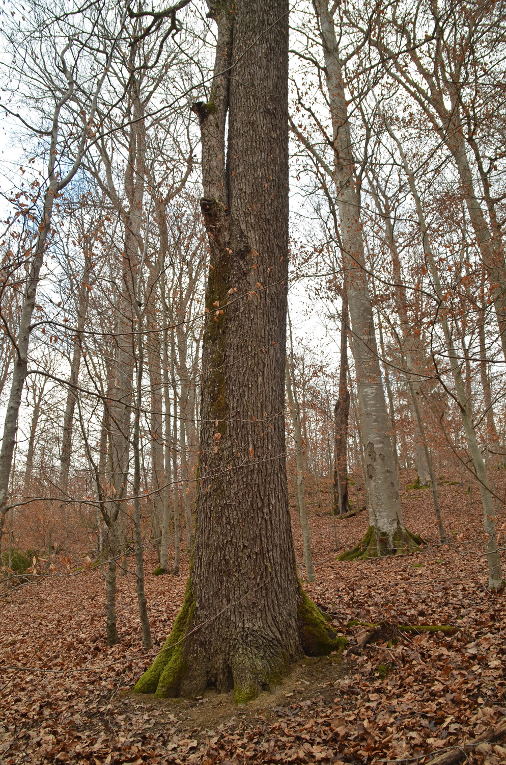 Sorbus torminalis - Weil im Schönbuch - Febr. 2022