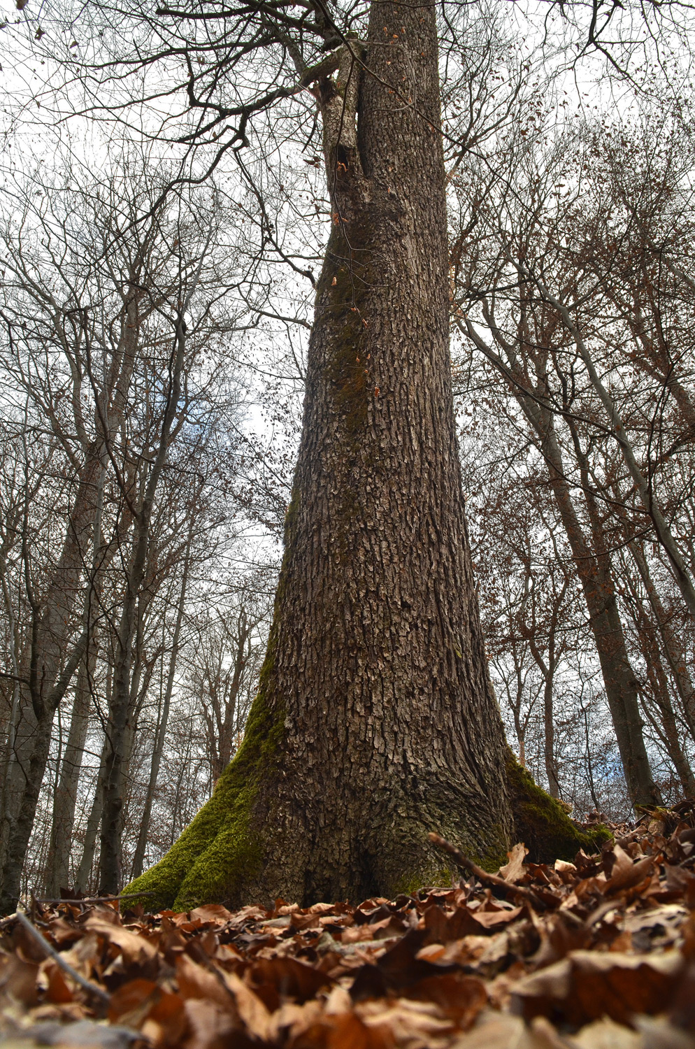 Sorbus torminalis - Weil im Schönbuch - Febr. 2022