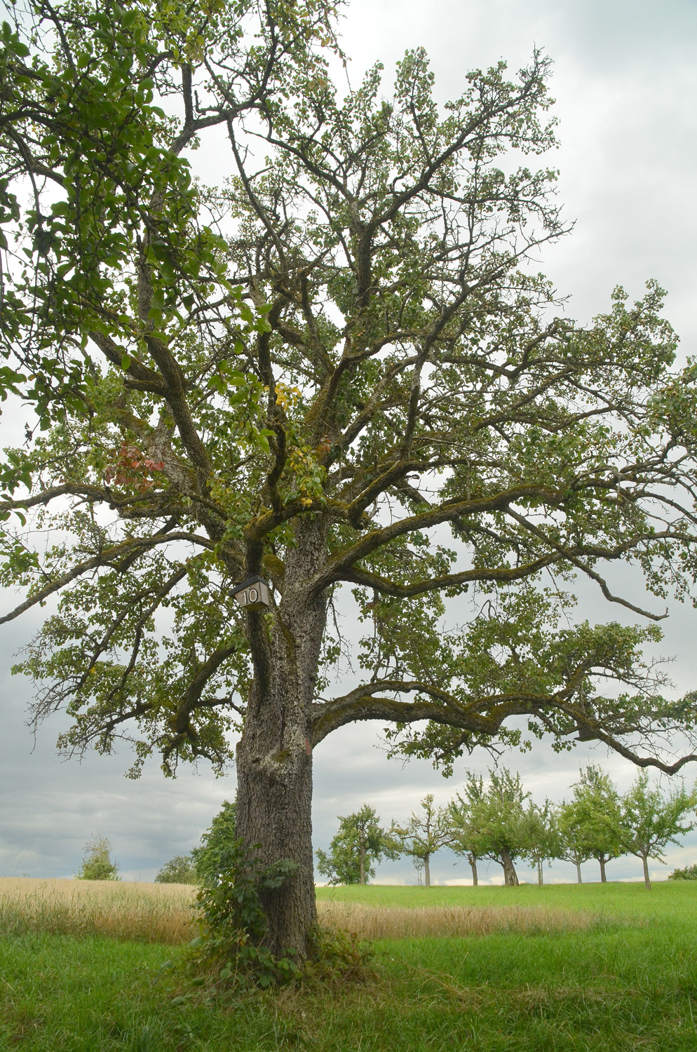 Pyrus communis 'Palmischbirne' - Tübingen-Hagelloch - August 2023