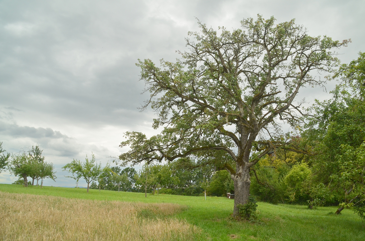 Pyrus communis 'Palmischbirne' - Tübingen-Hagelloch - August 2023