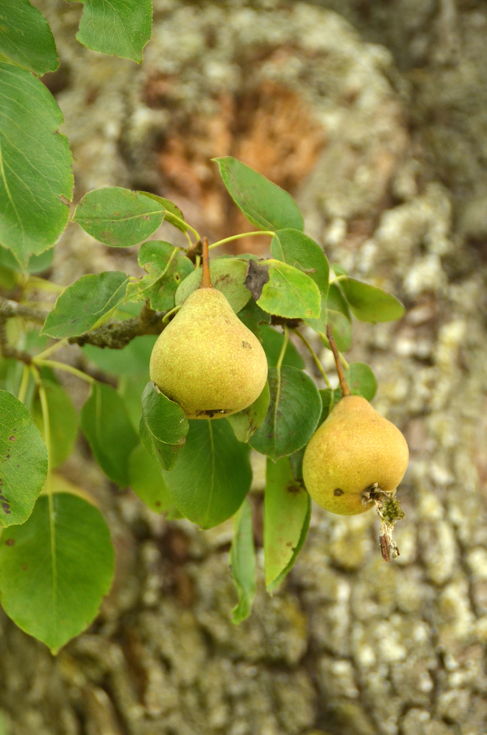 Pyrus communis 'Palmischbirne' - Tübingen-Hagelloch - August 2023