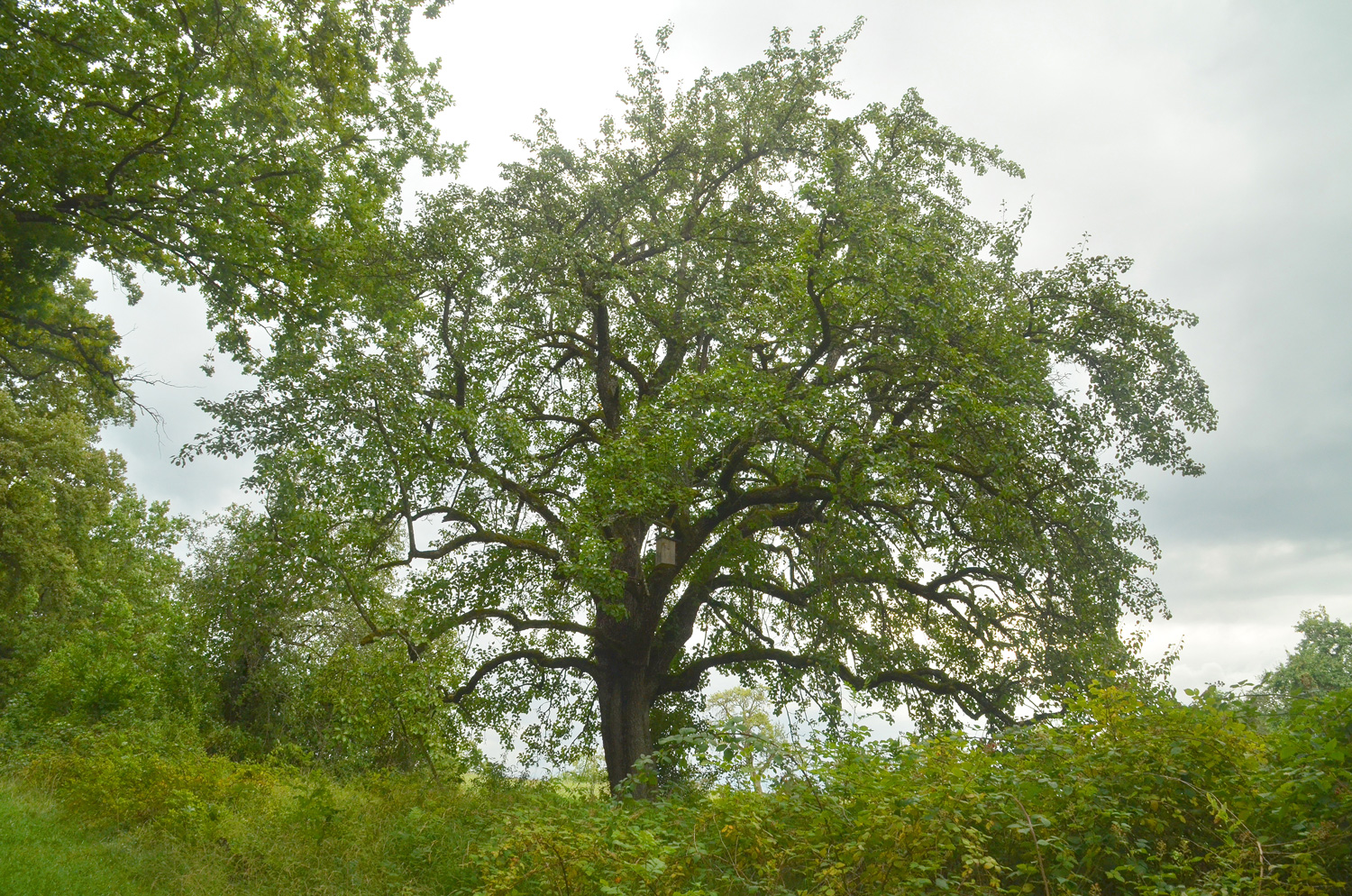 Pyrus communis 'Nägelesbirne' - Tübingen-Hagelloch - August 2023
