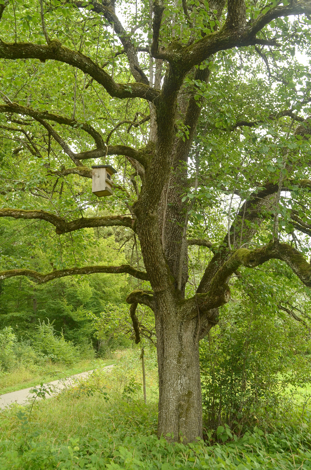 Pyrus communis 'Nägelesbirne' - Tübingen-Hagelloch - August 2023