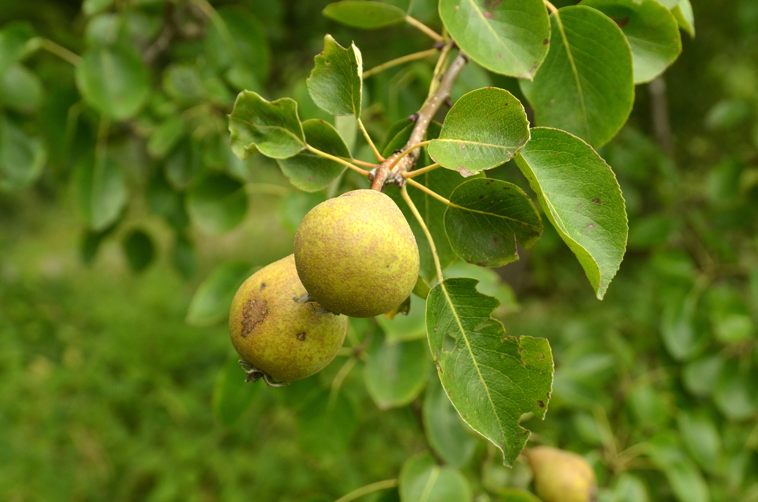 Pyrus communis 'Nägelesbirne' - Tübingen-Hagelloch - August 2023