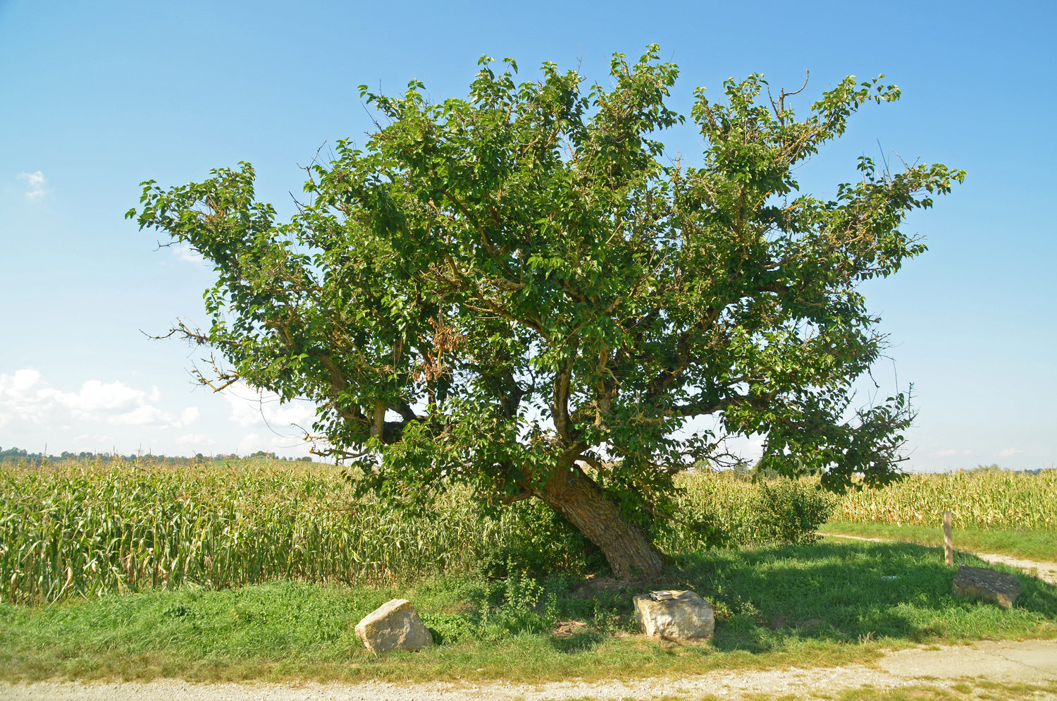 Morus alba - Hechingen-Weilheim - September 2023