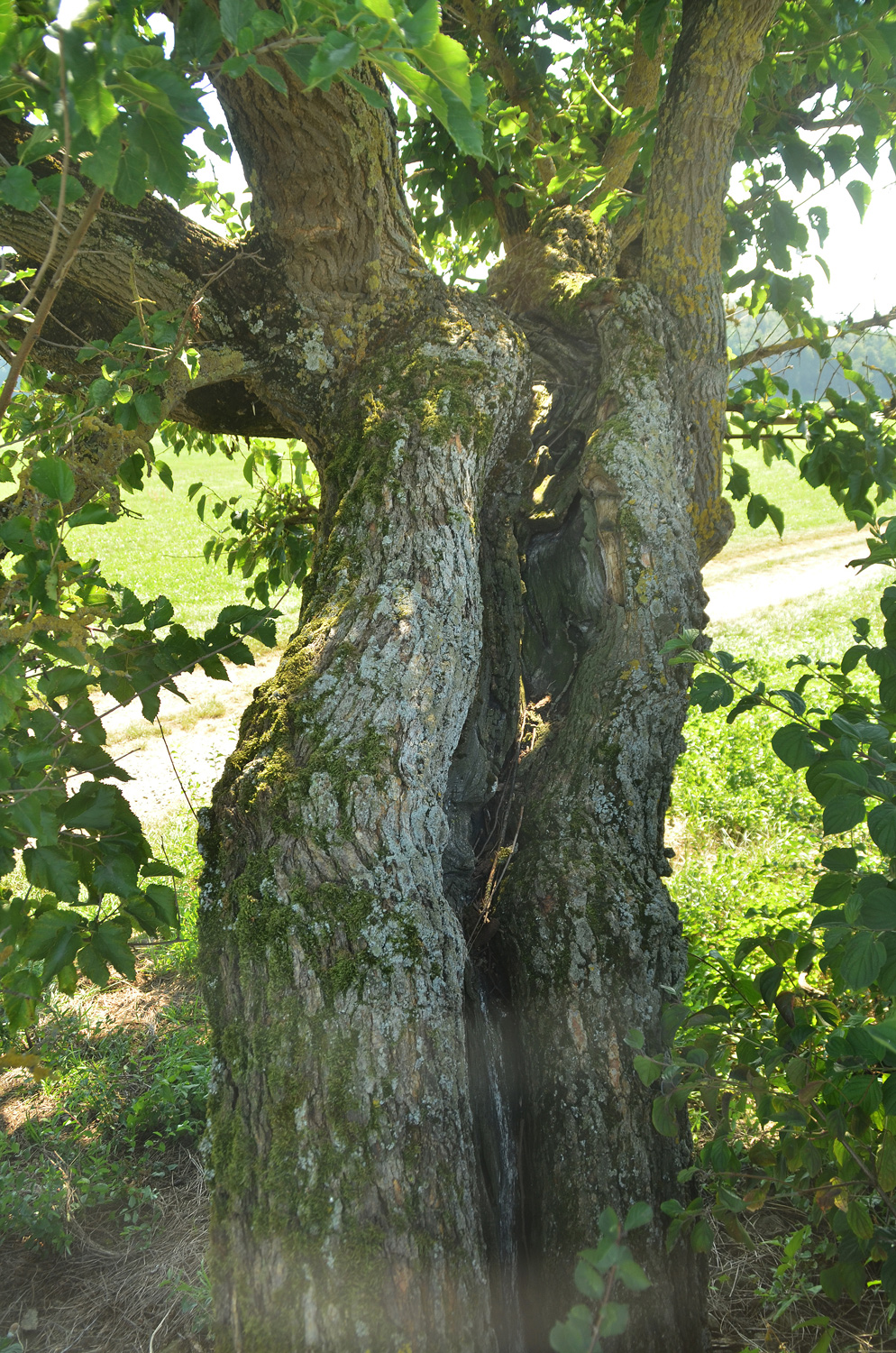 Morus alba - Hechingen-Weilheim - September 2023