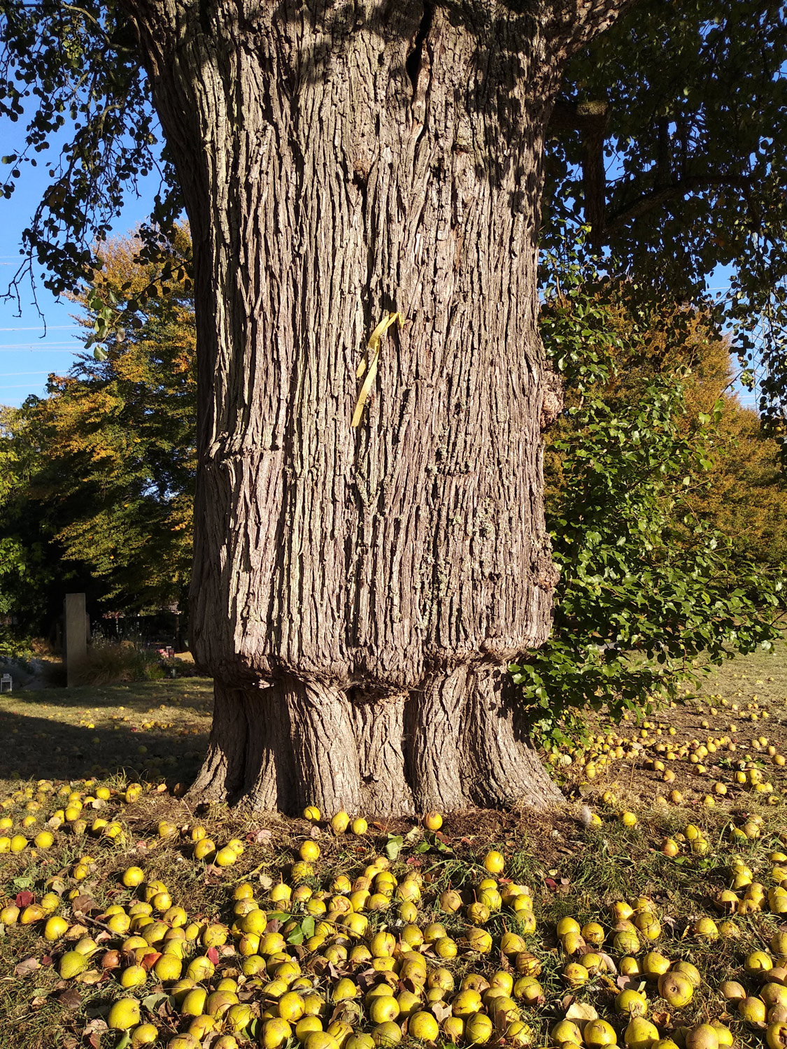 Pyrus communis 'Karcherbirne' - Sindelfingen-Darmsheim - Okt. 2023