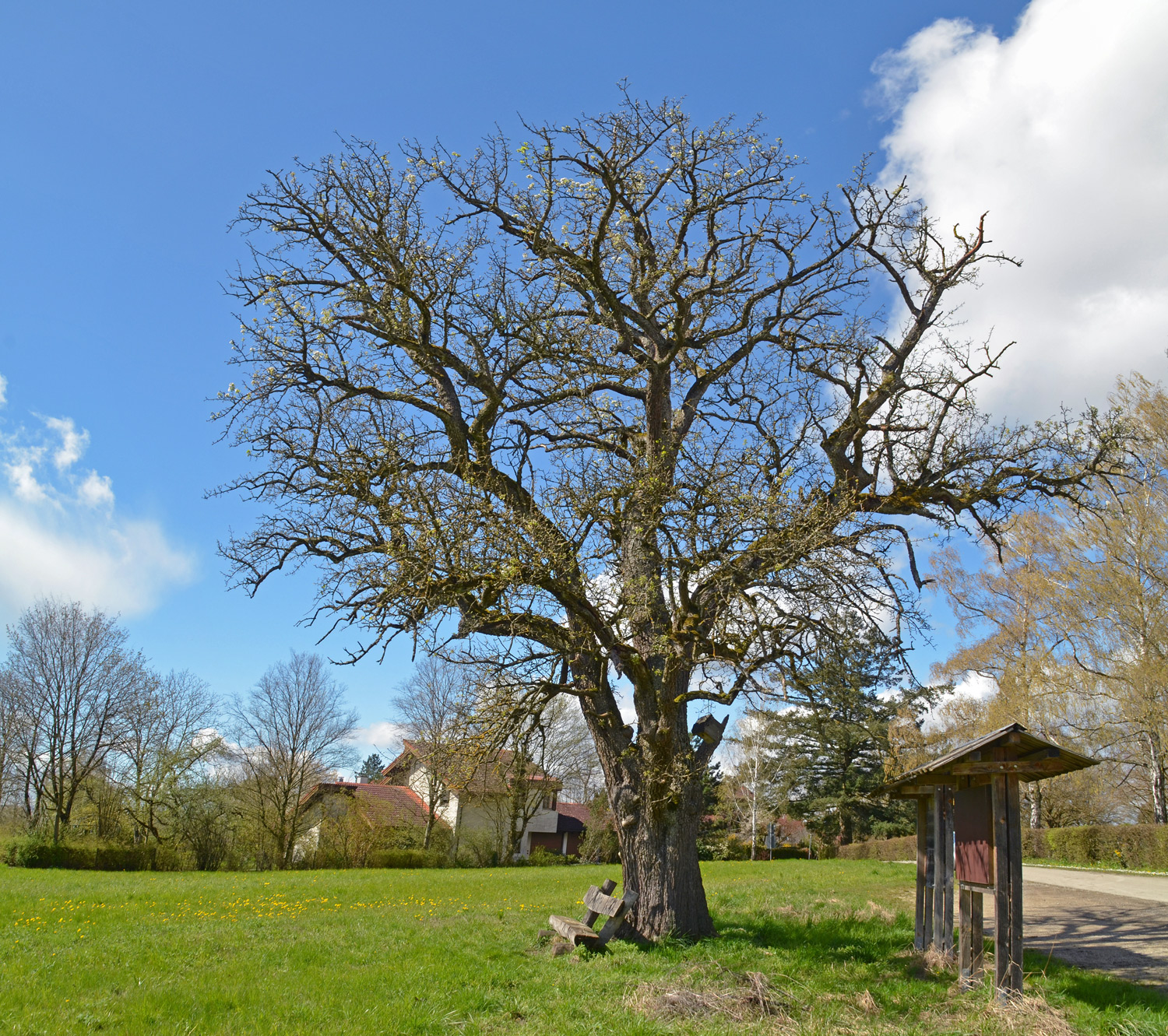 Pyrus communis 'Palmischbirne' - Kusterdingen-Mähringen - April 2024