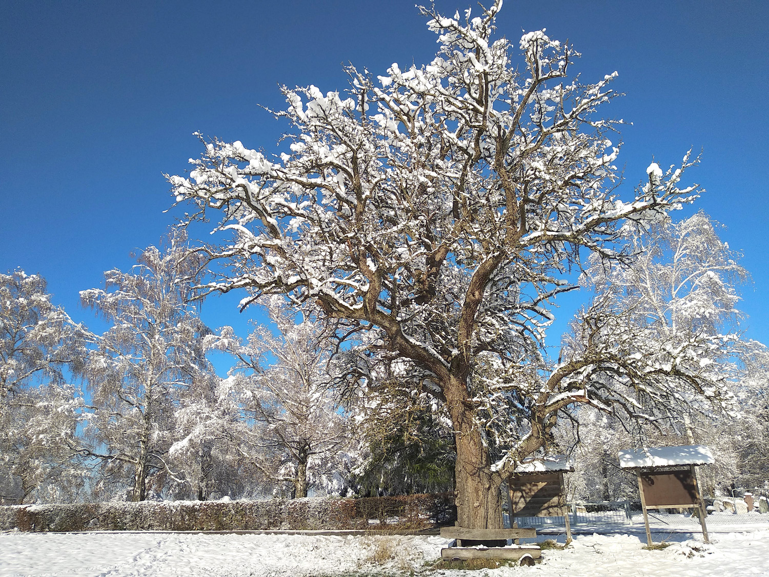 Pyrus communis 'Palmischbirne' - Kusterdingen-Mähringen - Dez. 2023
