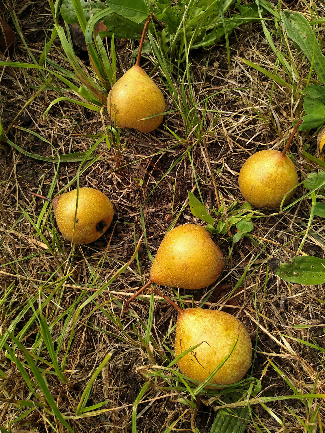Pyrus communis 'Palmischbirne' - Kusterdingen-Mähringen - August 2023