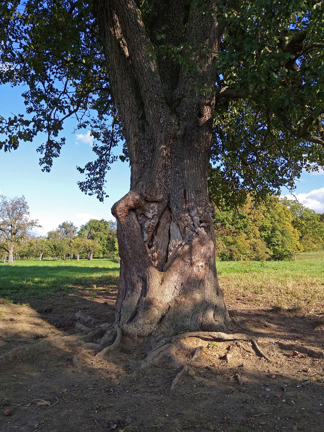 Pyrus communis 'Palmischbirne' - Gomaringen - Sept. 2023