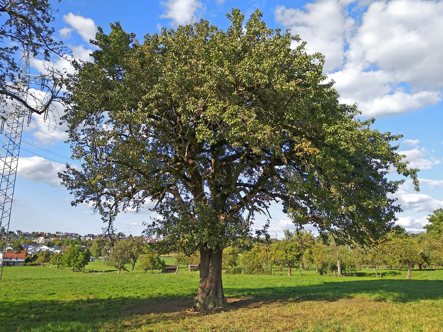 Pyrus communis 'Palmischbirne' - Gomaringen - Sept. 2023