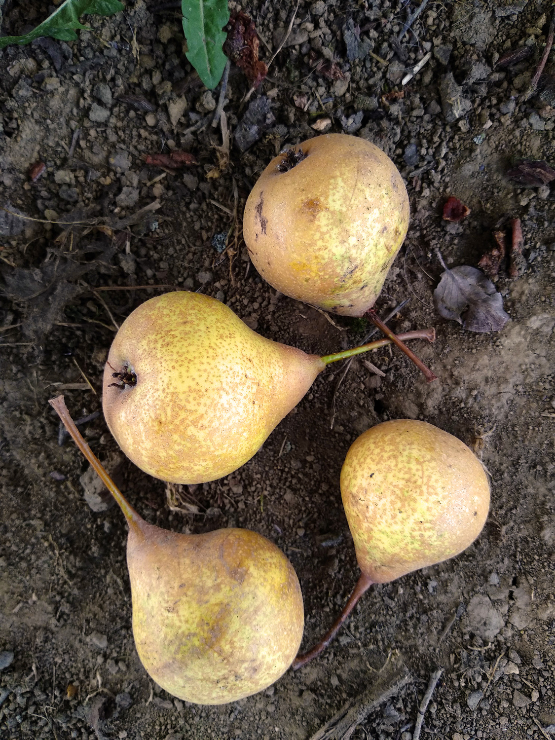 Pyrus communis 'Palmischbirne' - Gomaringen - Sept. 2023
