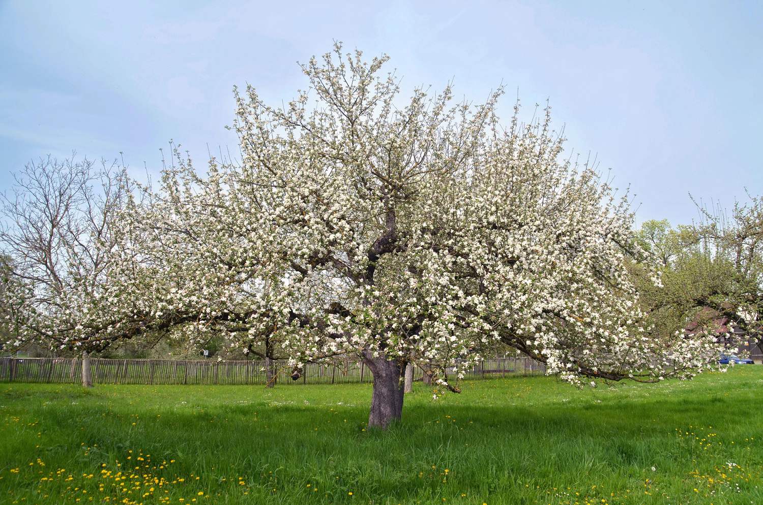 Malus domestica 'Schöner von Boskoop' - Kusterdingen-Jettenburg - April 2024