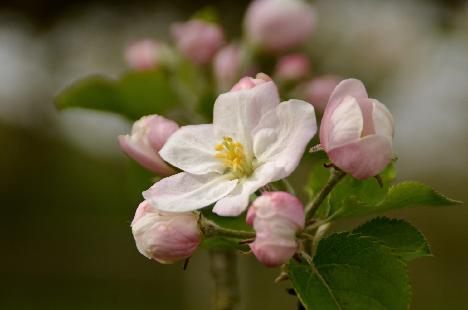 Malus domestica 'Schöner von Boskoop' - Kusterdingen-Jettenburg - April 2024