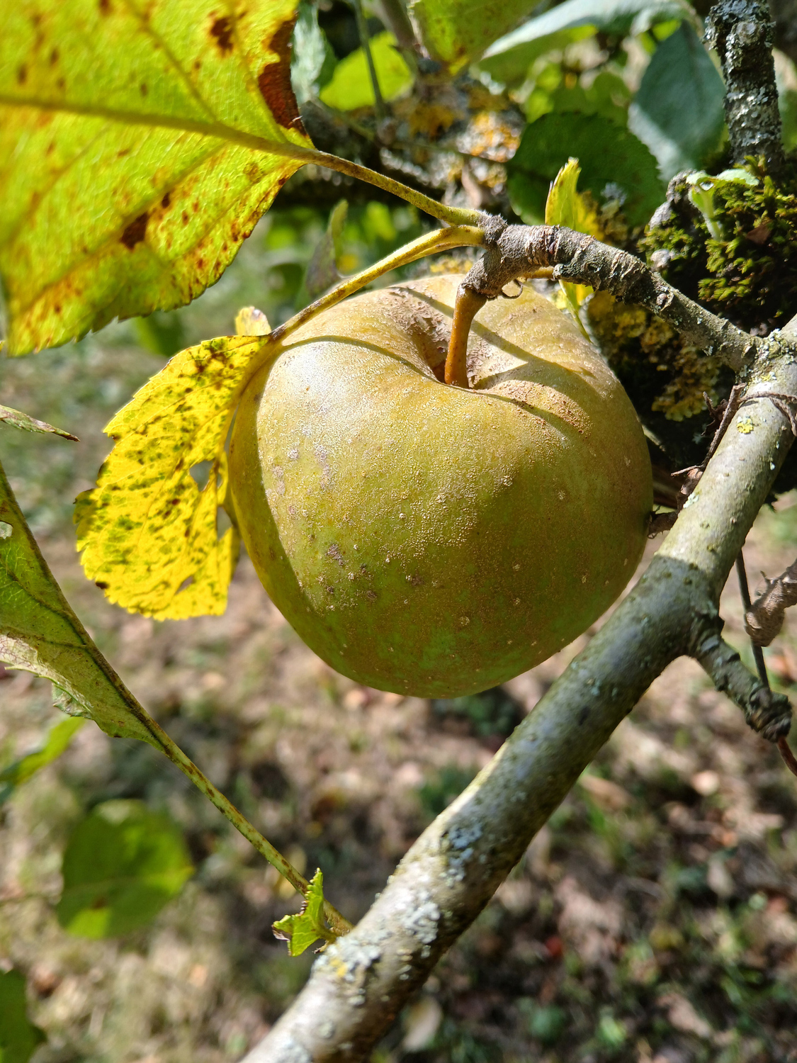 Malus domestica 'Schöner von Boskoop' - Kusterdingen-Jettenburg - August 2024