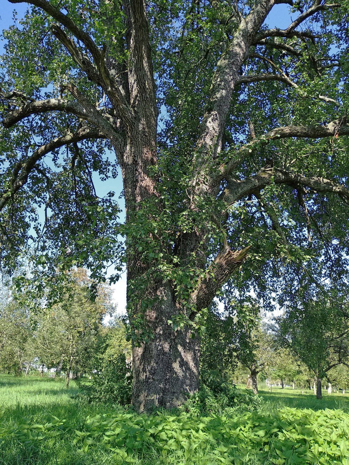 Pyrus communis 'Schweizer Wasserbirne' - Kusterdingen-Jettenburg - Sept. 2021