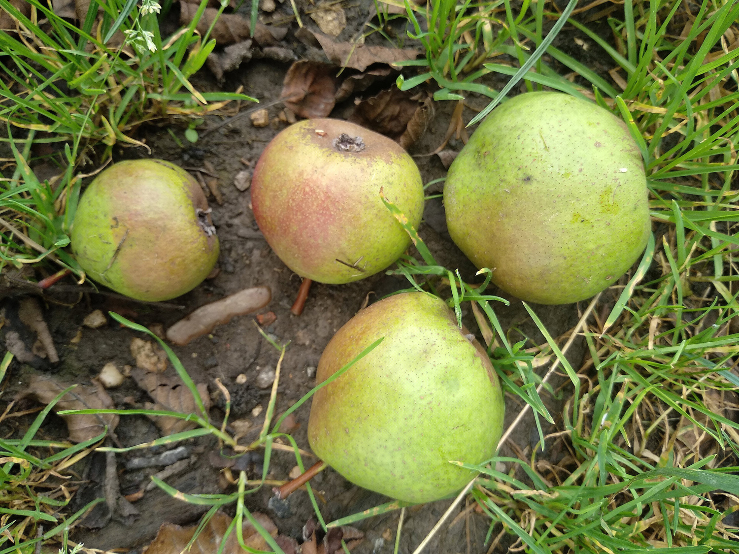 Pyrus communis 'Schweizer Wasserbirne' - Kusterdingen-Jettenburg - August 2023
