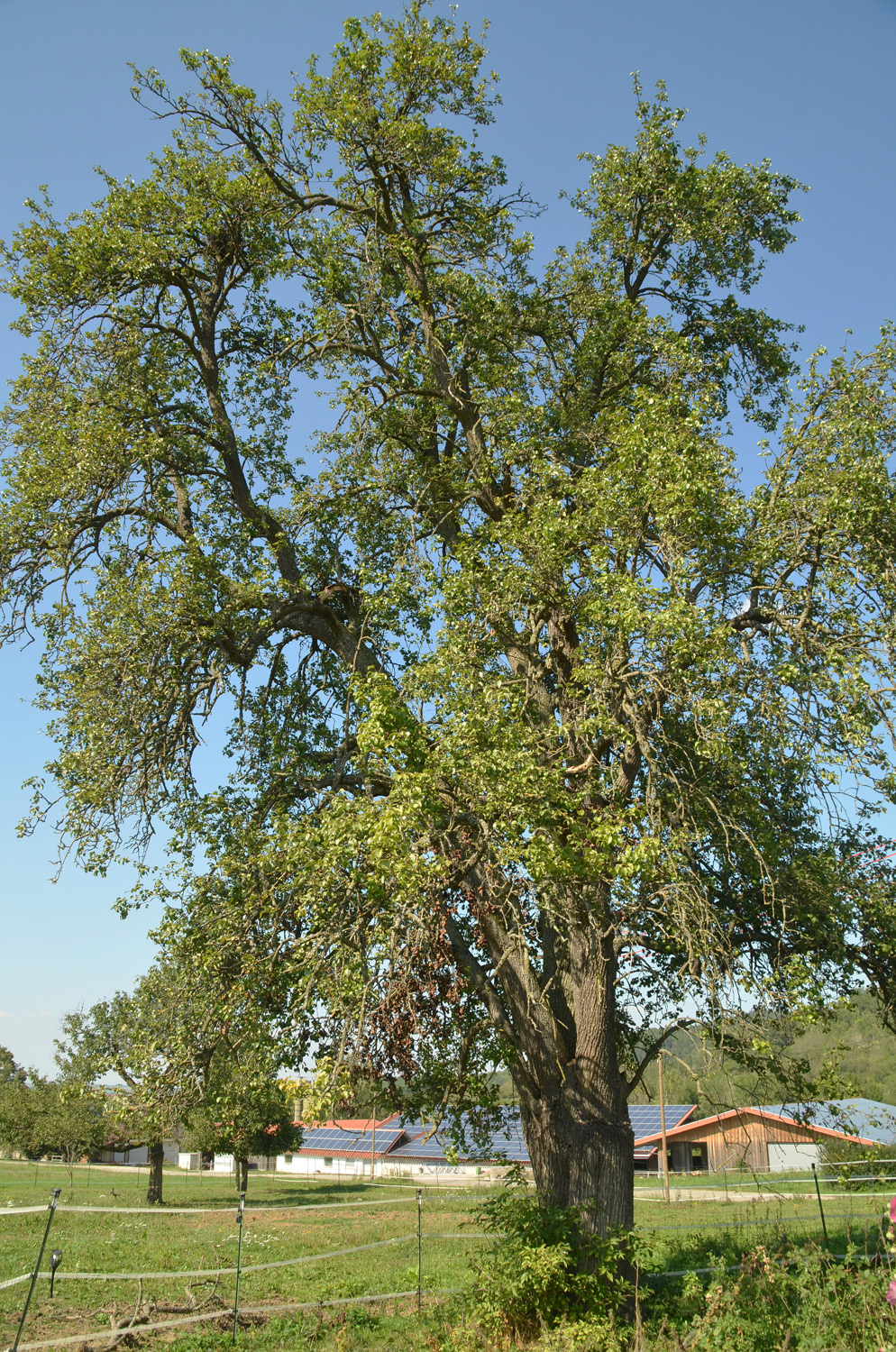 Pyrus communis 'Sorte unbestimmt' - Hechingen-Boll - Sept. 2023