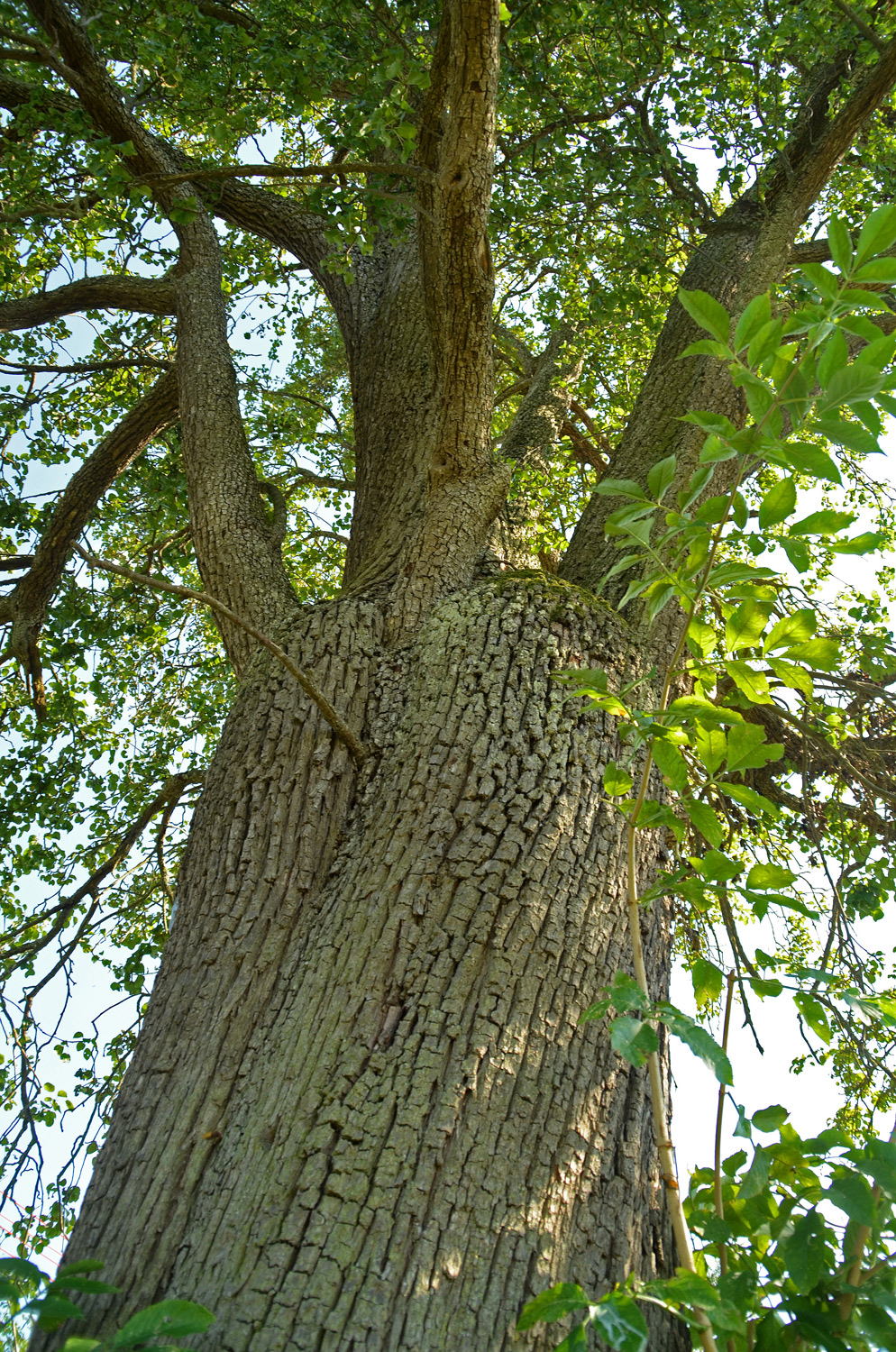 Pyrus communis 'Sorte unbestimmt' - Hechingen-Boll - Sept. 2023