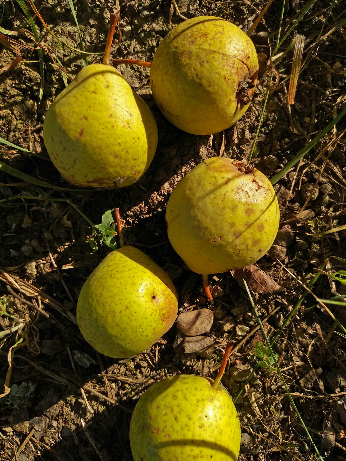Pyrus communis 'Karcherbirne' - Kusterdingen-Wankheim - Sept. 2023