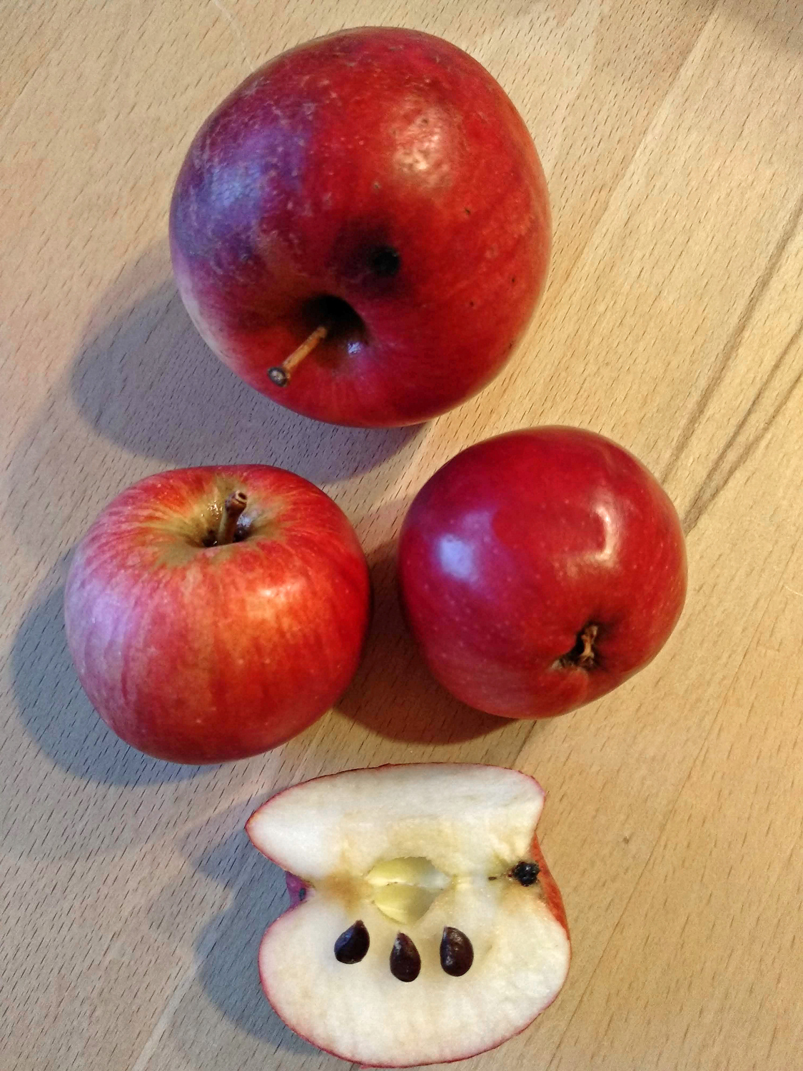 Malus domestica 'Roter Trierer Weinapfel' - Kusterdingen-Jettenburg - Sept. 2023