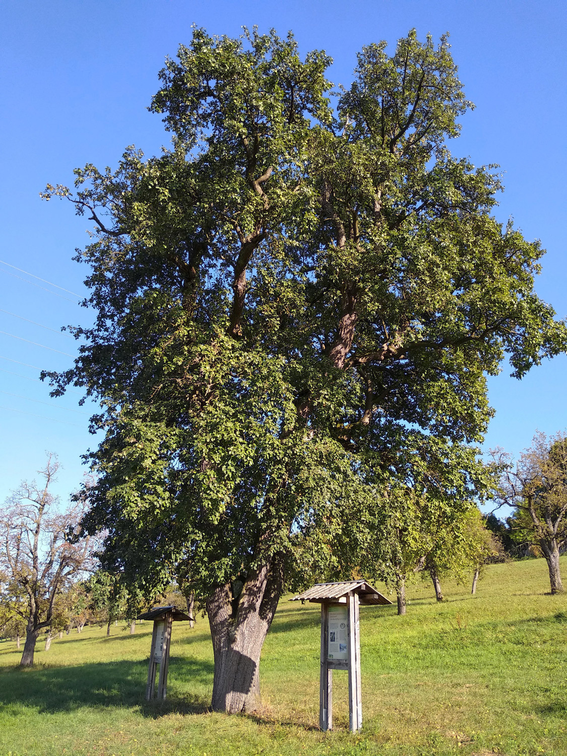 Pyrus communis 'Welsche Bratbirne' - Kusterdingen-Mähringen - August 2023