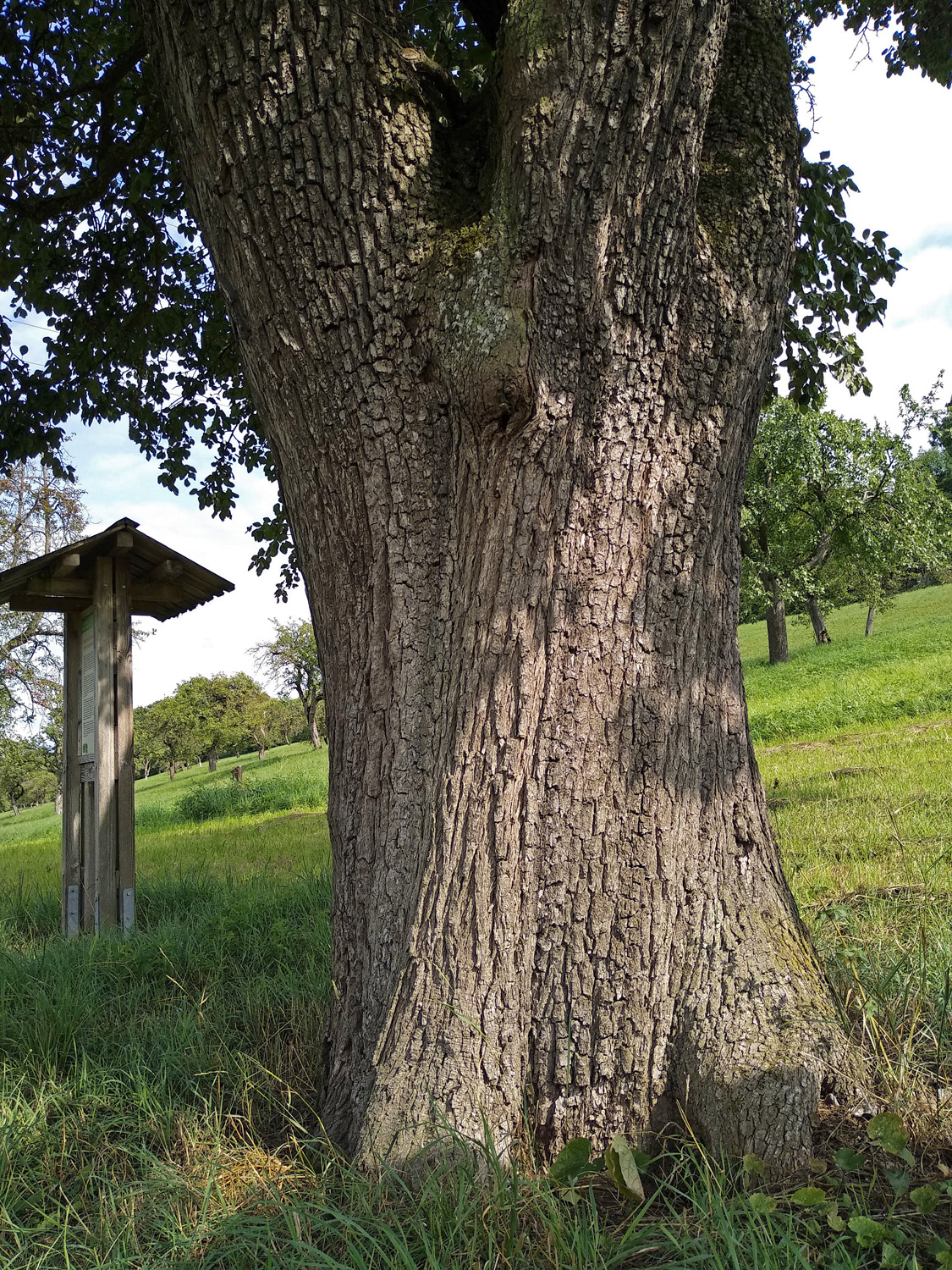Pyrus communis 'Welsche Bratbirne' - Kusterdingen-Mähringen - August 2023