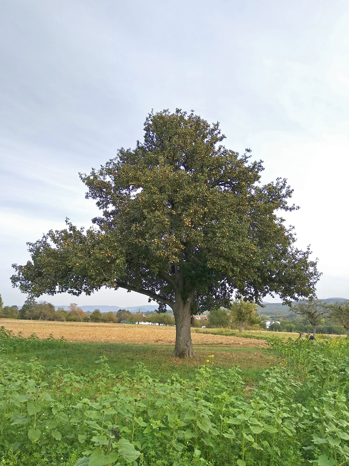 Pyrus communis 'Wilde Eierbirne' - Kusterdingen-Immenhausen - Okt. 2023