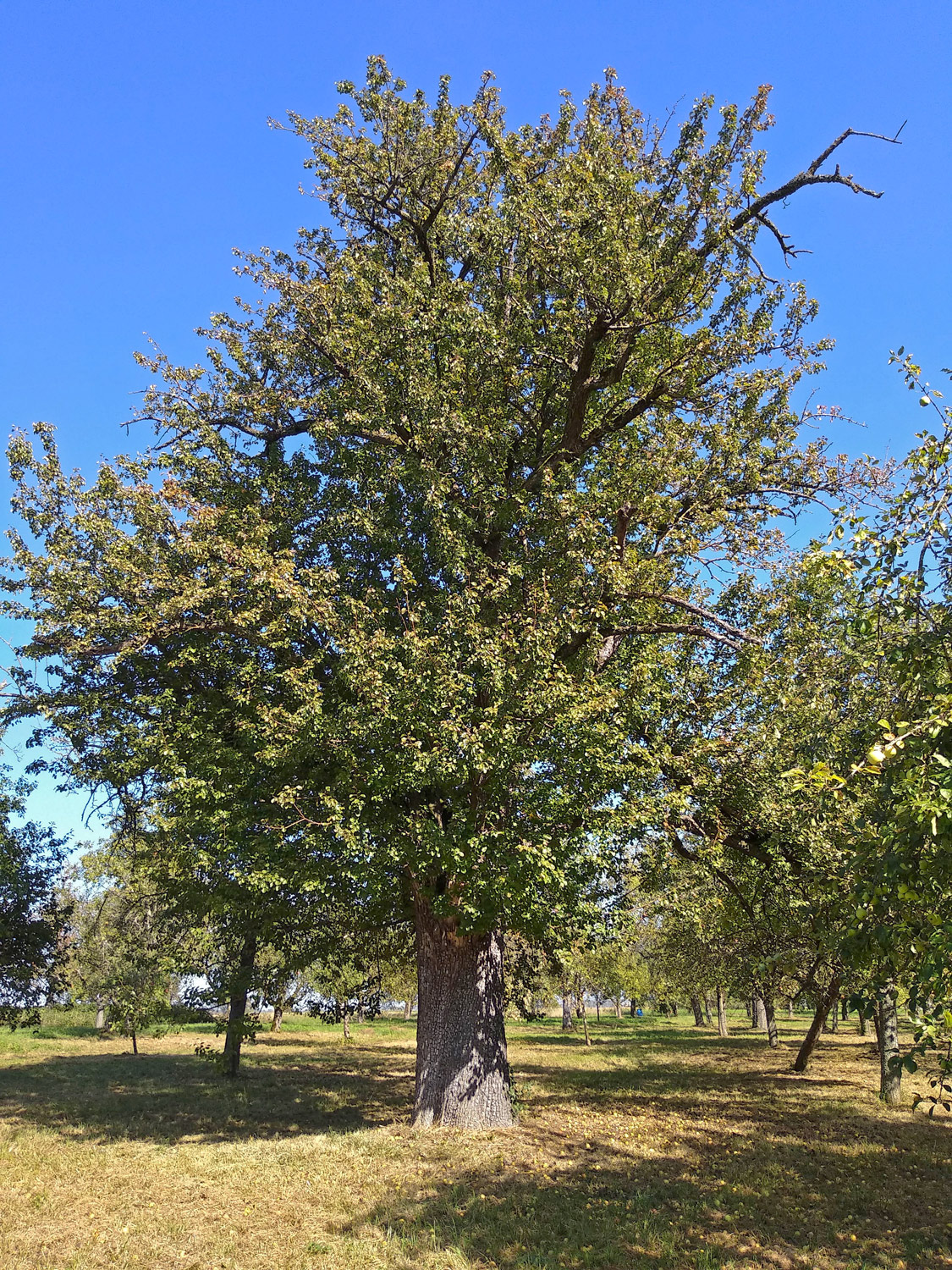 Pyrus communis 'Wildling von Einsiedel' - Kusterdingen-Mähringen - Okt. 2023