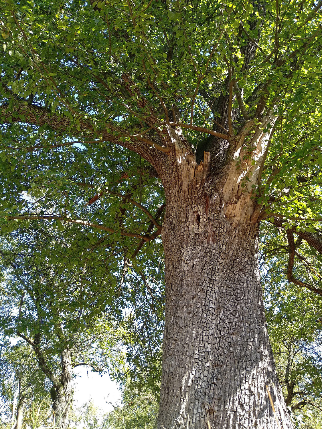 Pyrus communis 'Wildling von Einsiedel' - Kusterdingen-Mähringen - Okt. 2023