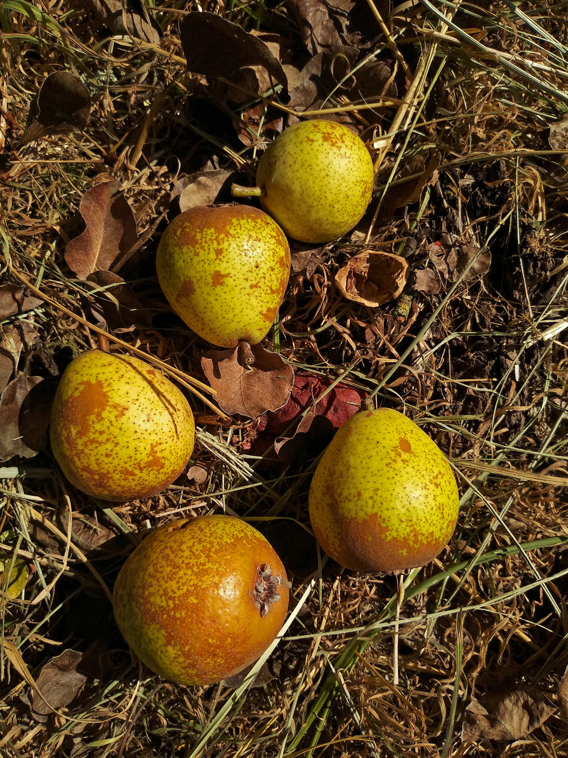 Pyrus communis 'Wildling von Einsiedel' - Kusterdingen-Mähringen - Okt. 2023
