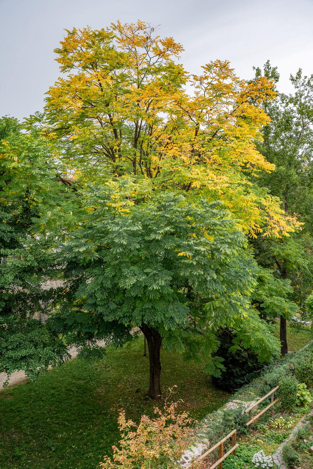 Gymnocladus dioicus - Nördlingen - Oktober 2023