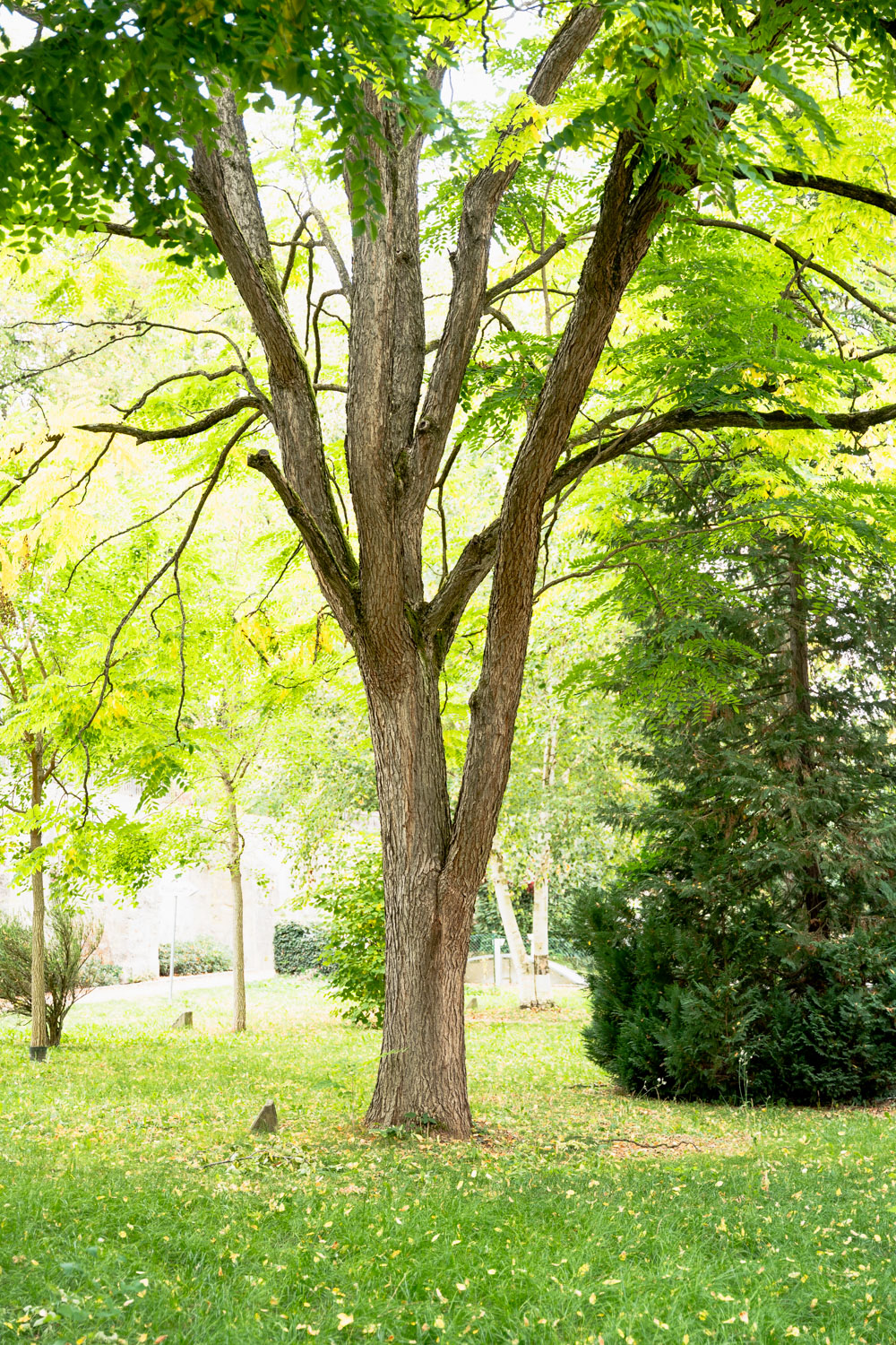 Gymnocladus dioicus - Nördlingen - Oktober 2023