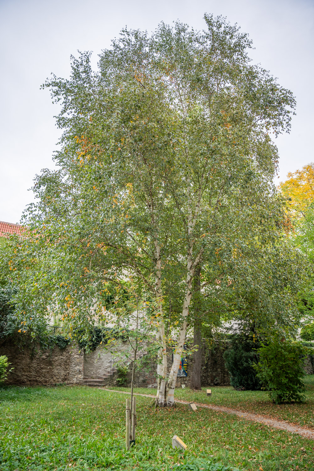 Betula utilis - Nördlingen - Oktober 2023