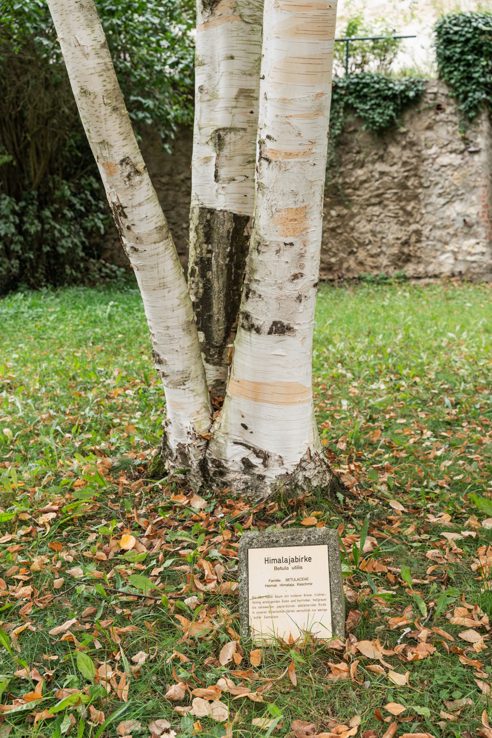 Betula utilis - Nördlingen - Oktober 2023