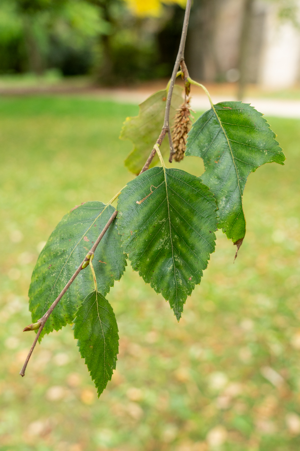 Betula utilis - Nördlingen - Oktober 2023