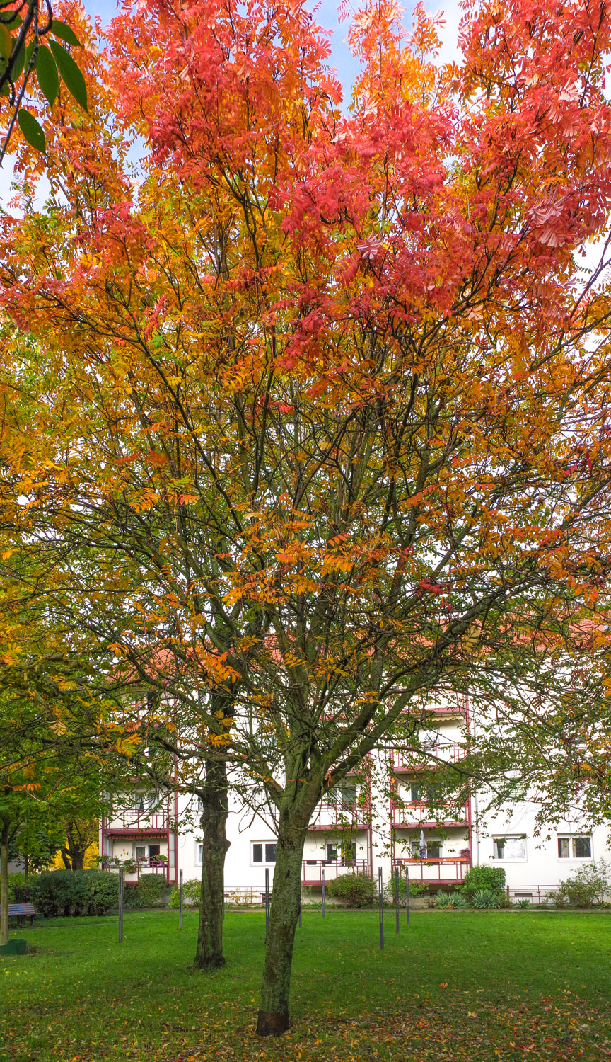Sorbus aucuparia var. xanthocarpa - Potsdam - Okt. 2023