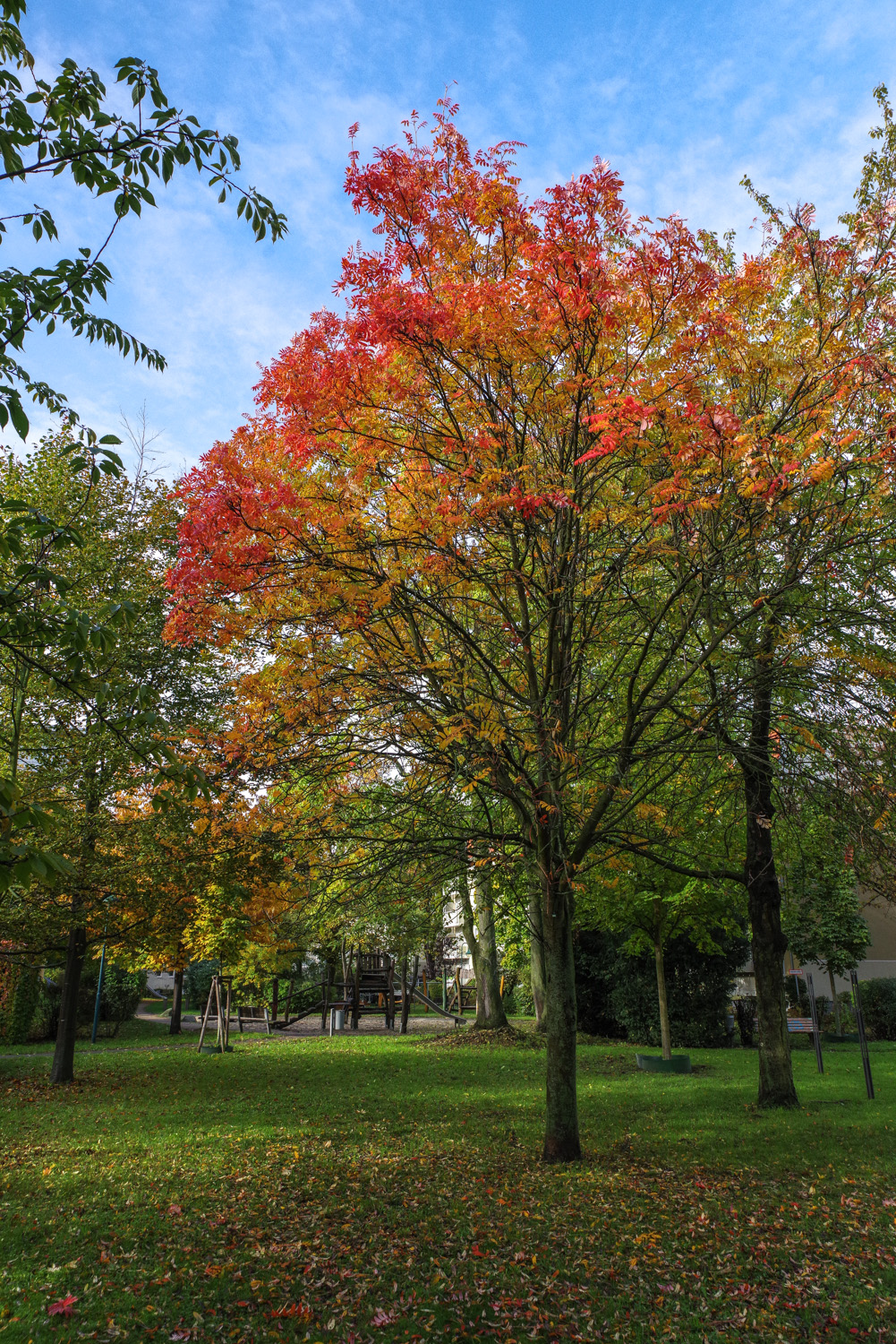 Sorbus aucuparia var. xanthocarpa - Potsdam - Okt. 2023